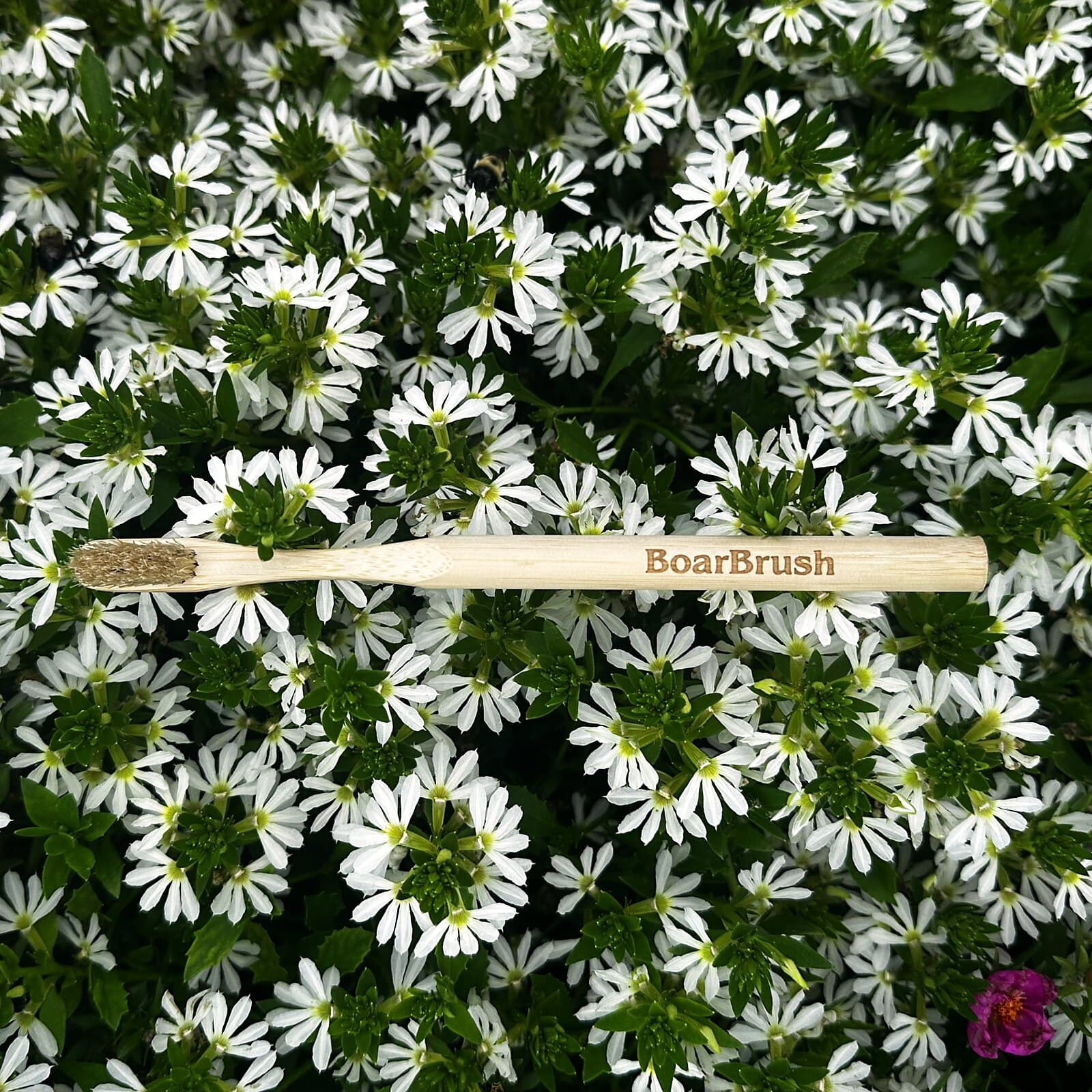 BoarBrush resting on white flowers
